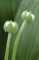 Sterhyacinth, knop R071